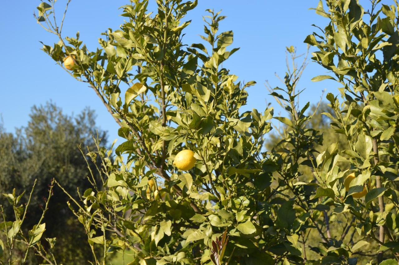 Quinta Das Figueiras Вила Нова де Касела Екстериор снимка